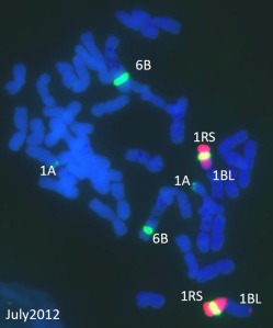 Wheat chromosomes with introgression of a rye chromosome arm (1BL.1RS) labelled red