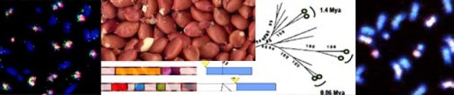 Peanut genome structure: a tetraploid with many repetitive elements
