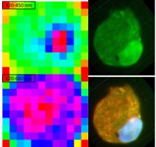 Labelled cell images detected by an STJ array on a fluoresence microscope