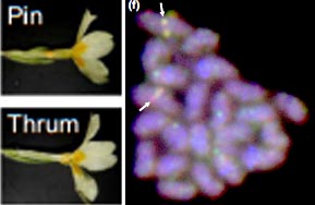 In situ location on chromosomes of Primula S-locus-related gene loci. Li et al. New Phyt 2015.