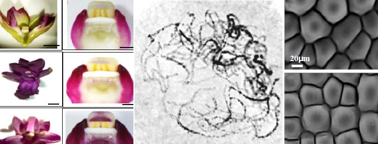 RNA silencing and flower shape in DendrobiumFlower