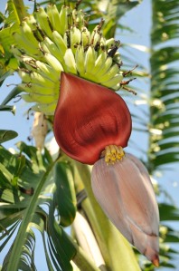 Banana fruit bunch with male flower