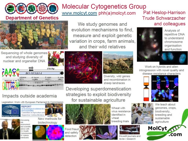 Infographic: what we do in the Molecular Cytogenetics Research Group