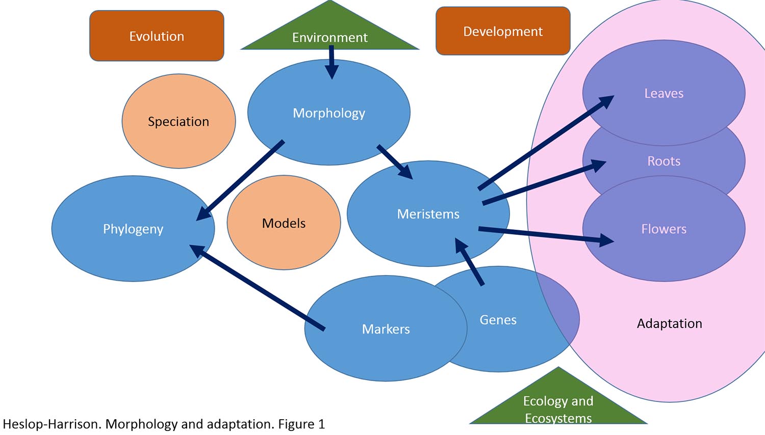 Plant adaptation arises from their morphology, itself a product of evolution and development. In this figure, the aspects and interactions of research at different levels are shown, with the work having implications across botany, including understanding plant phylogeny and speciation, and for ecology and ecosystems.