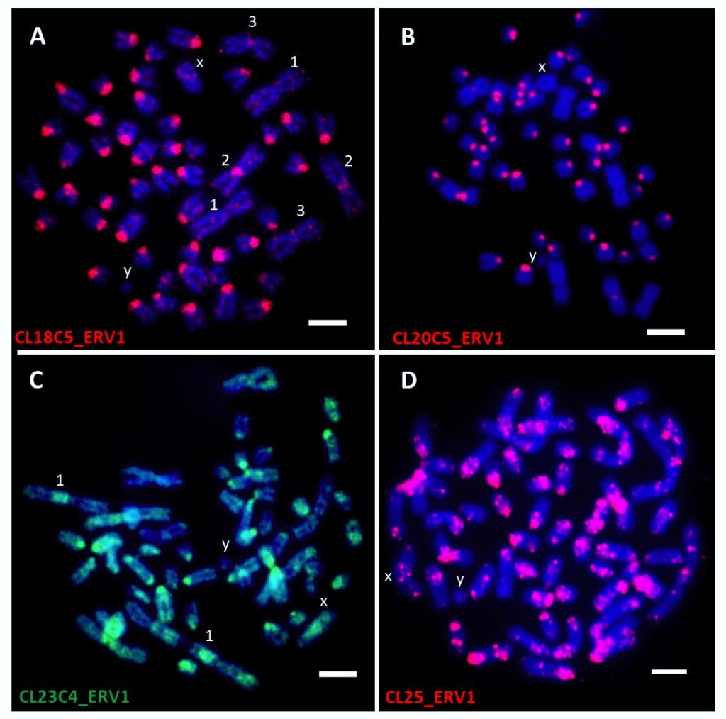 The locations of sheep endogenous retroviruses shown by in situ hybridization to chromosomes. Mustafa et al. DNA 2022.
